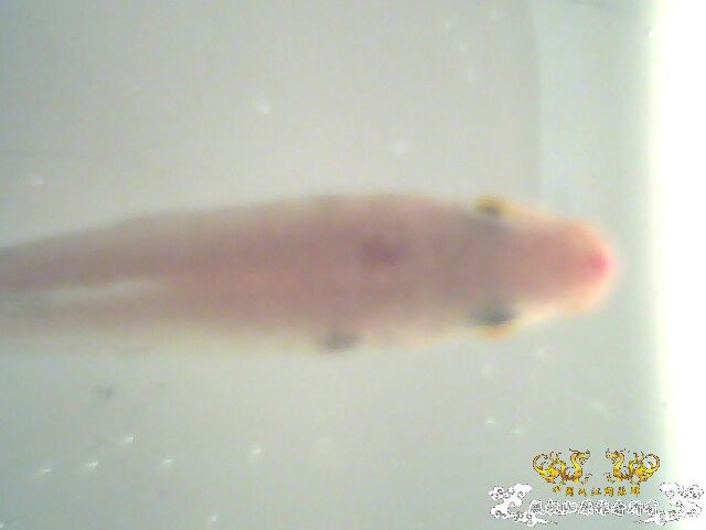 请大家帮帮我，救救我的鱼！