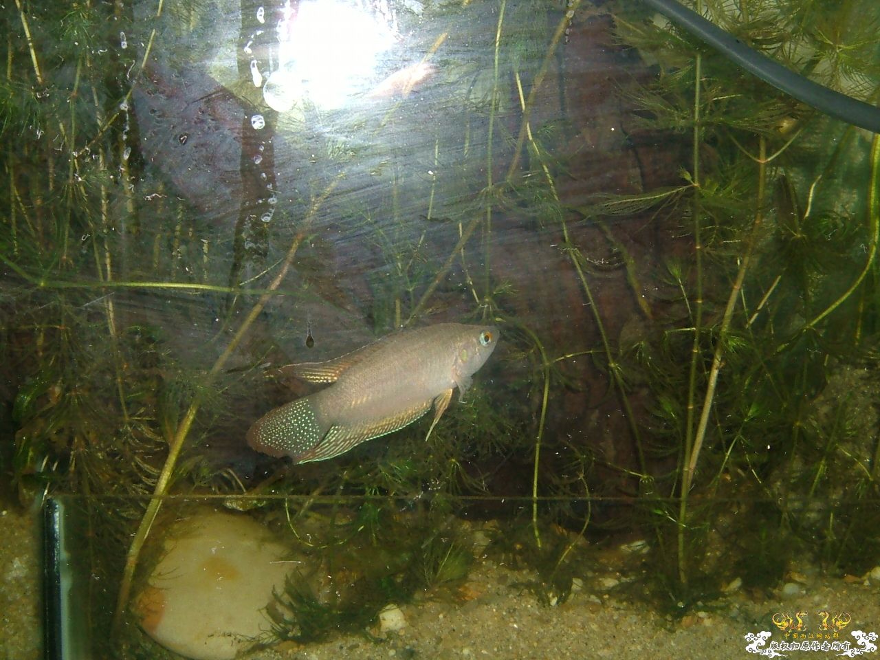 杂缸杂鱼