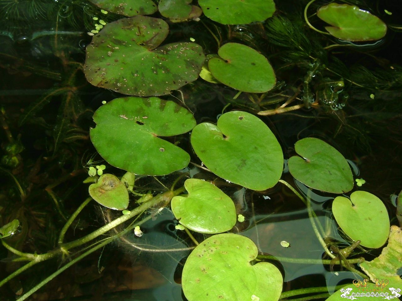 杂缸杂鱼