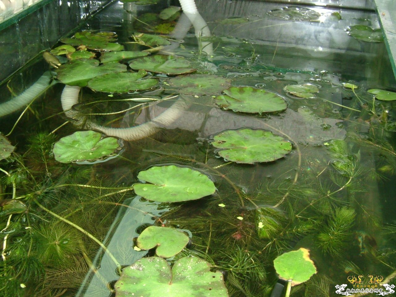 杂缸杂鱼