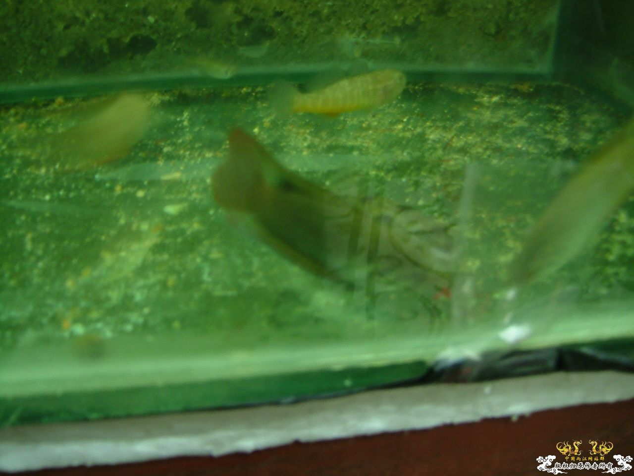 杂缸杂鱼