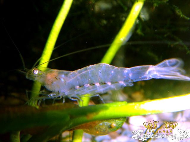 [原创]家有小虾