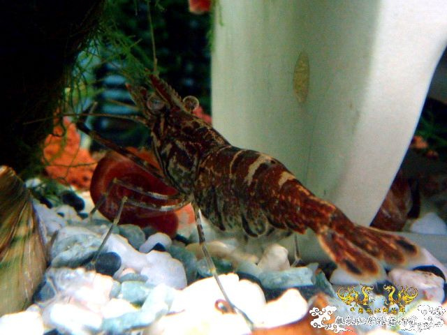 [原创]家有小虾