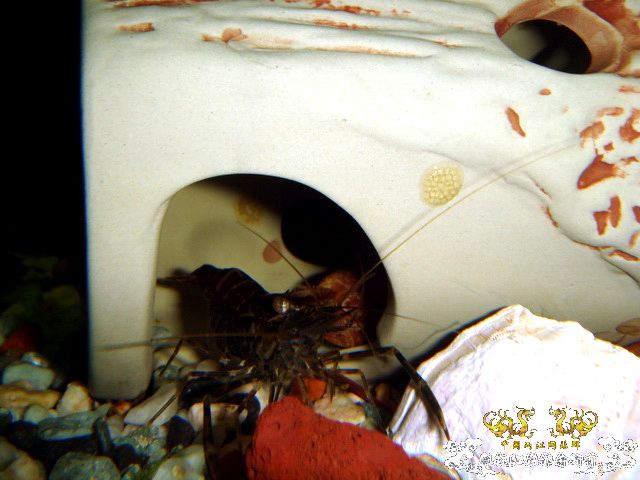 [原创]家有小虾