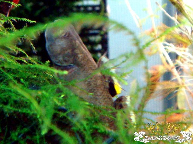 [原创]家有小虎