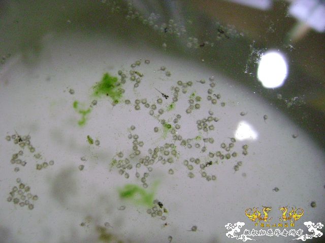 国斗繁殖了（13.14楼更新图片了）