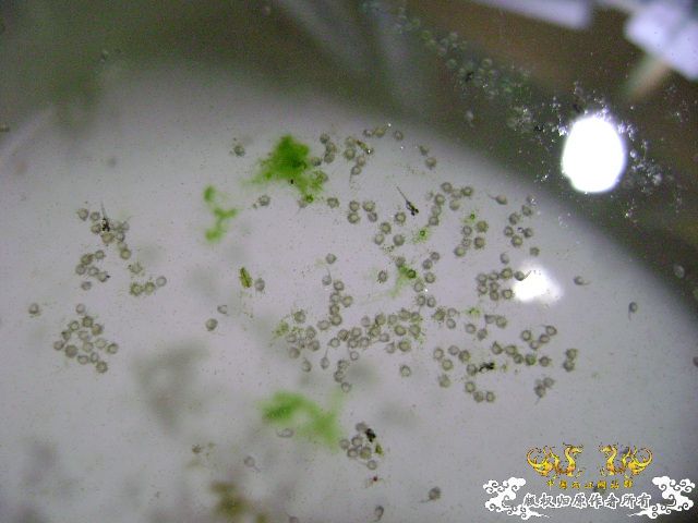 国斗繁殖了（13.14楼更新图片了）