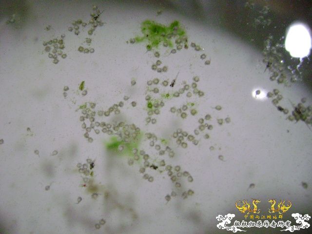 国斗繁殖了（13.14楼更新图片了）