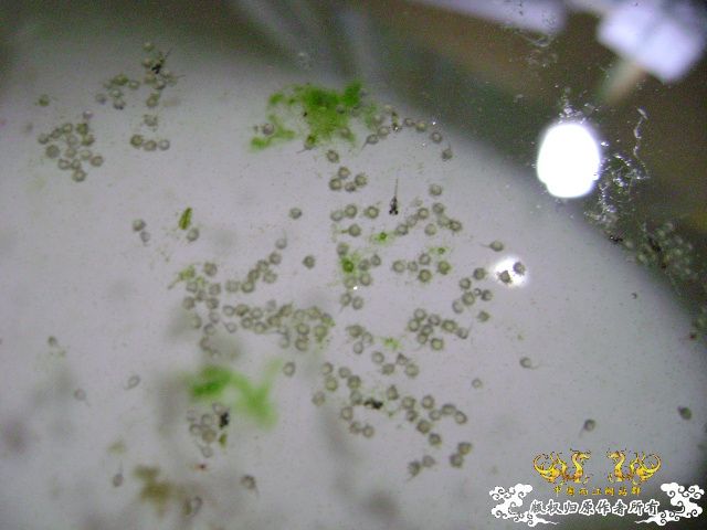 国斗繁殖了（13.14楼更新图片了）