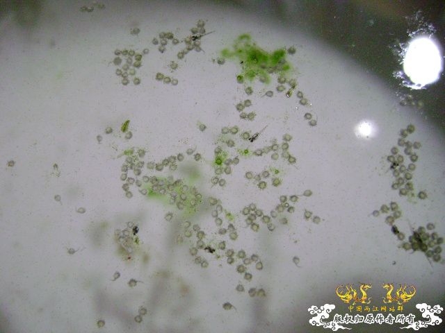 国斗繁殖了（13.14楼更新图片了）