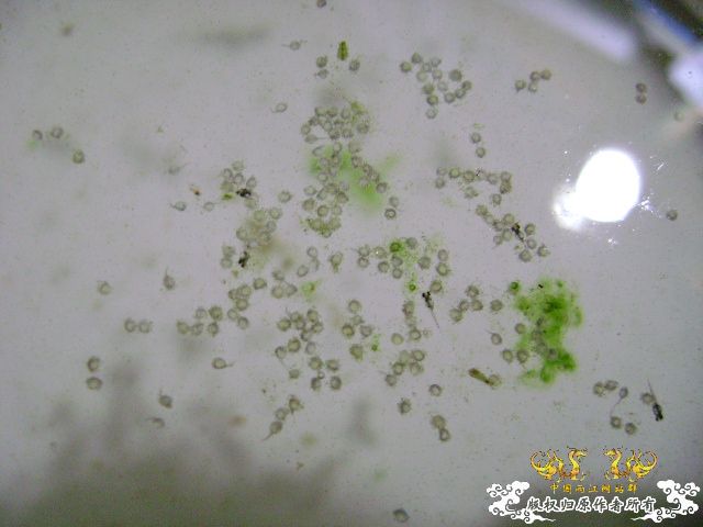 国斗繁殖了（13.14楼更新图片了）