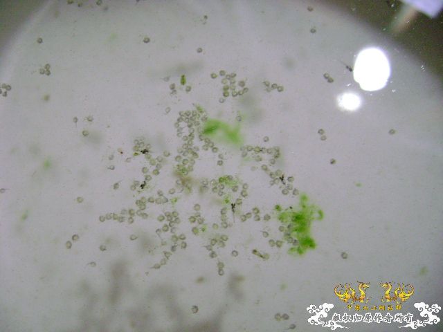 国斗繁殖了（13.14楼更新图片了）