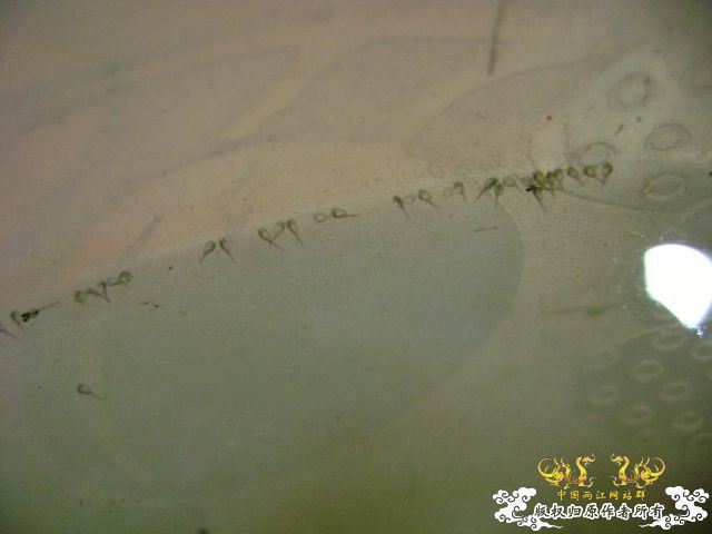 国斗繁殖了（13.14楼更新图片了）