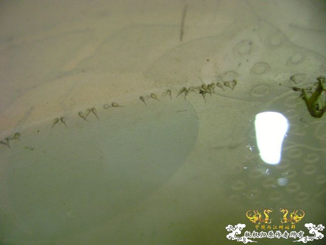 国斗繁殖了（13.14楼更新图片了）