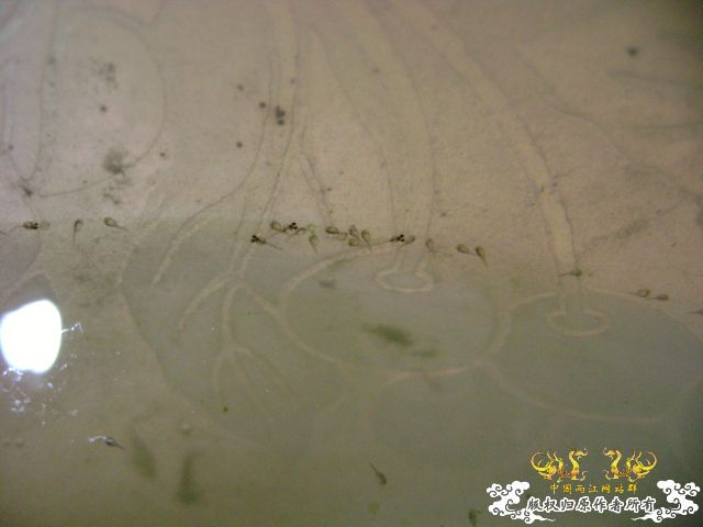 国斗繁殖了（13.14楼更新图片了）