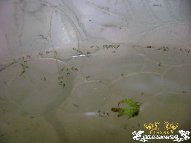 国斗繁殖了（13.14楼更新图片了）