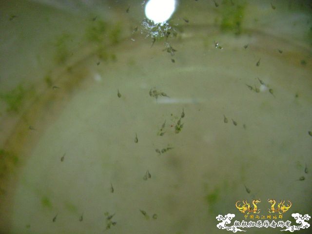 国斗繁殖了（13.14楼更新图片了）