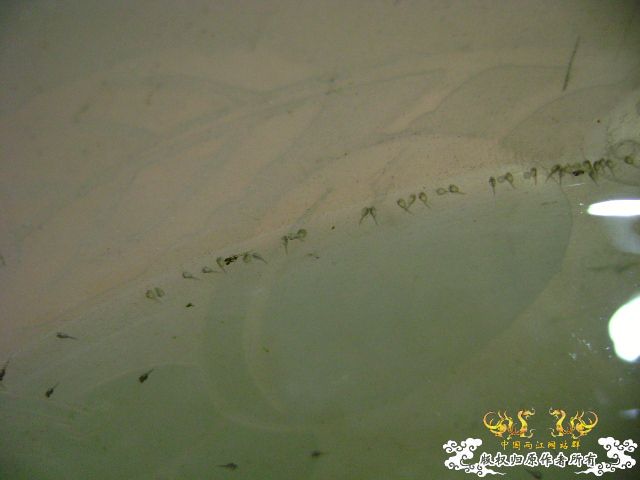 国斗繁殖了（13.14楼更新图片了）