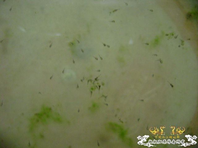 国斗繁殖了（13.14楼更新图片了）