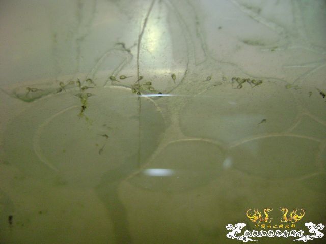 国斗繁殖了（13.14楼更新图片了）