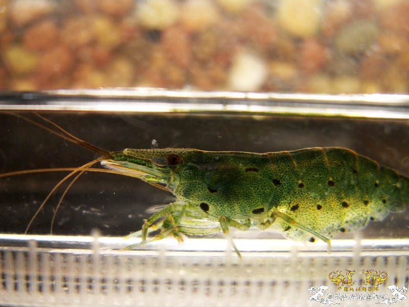 [原创]进来看看虾