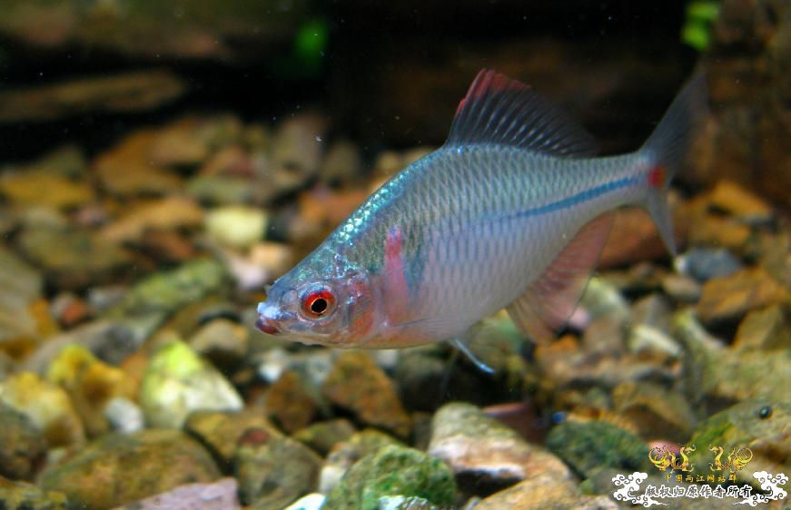 hhwwiner的高体鳑鮍(第二集)