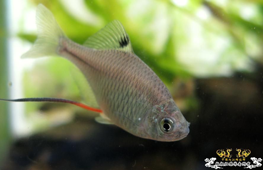 hhwwiner的高体鳑鮍(第二集)