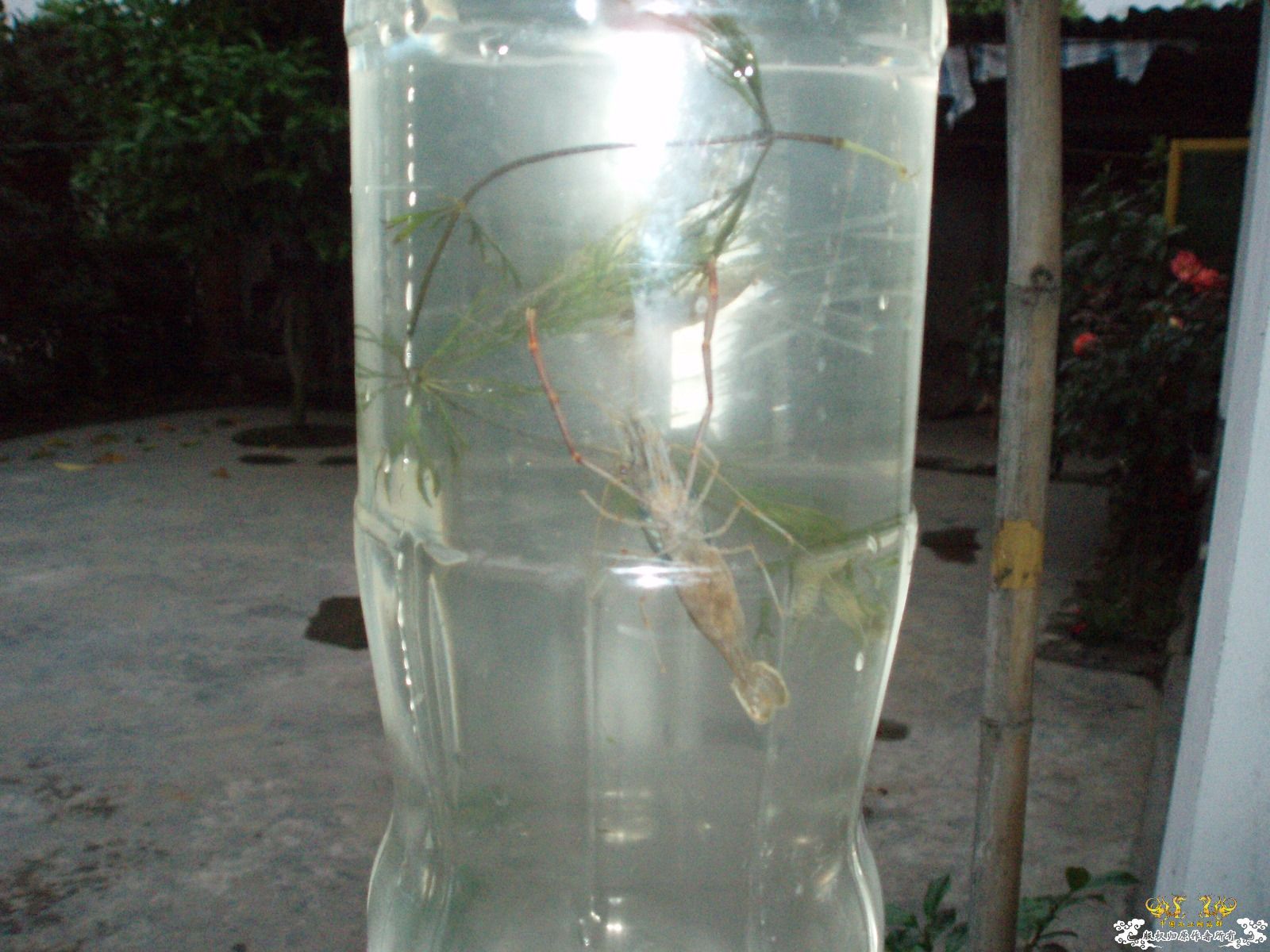 新采的虾，求鉴定