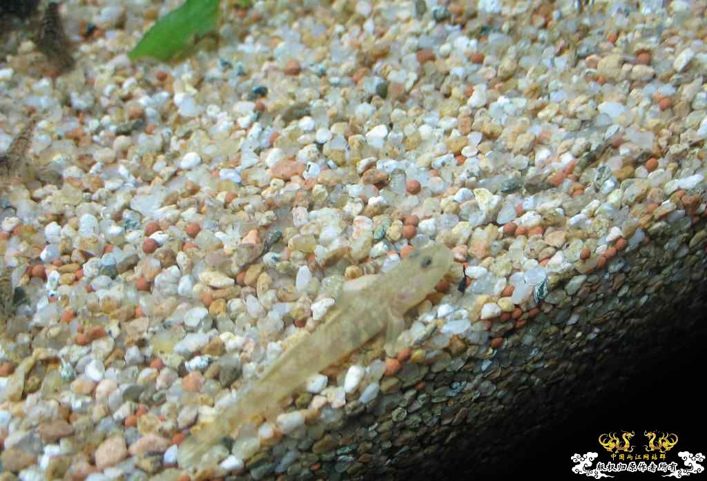 大家虾虎缸都是怎么样的.