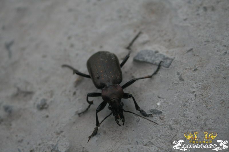 什么甲，体长3-4cm