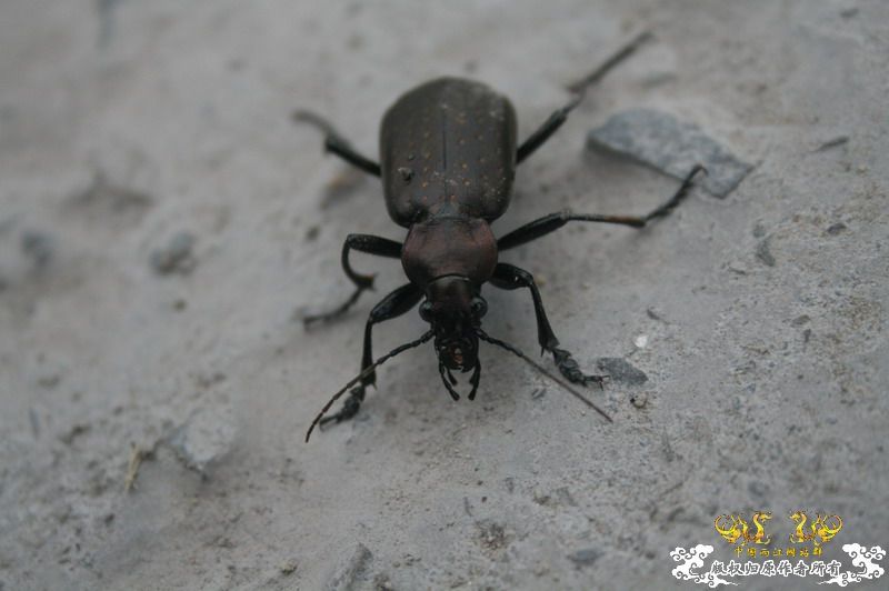 什么甲，体长3-4cm