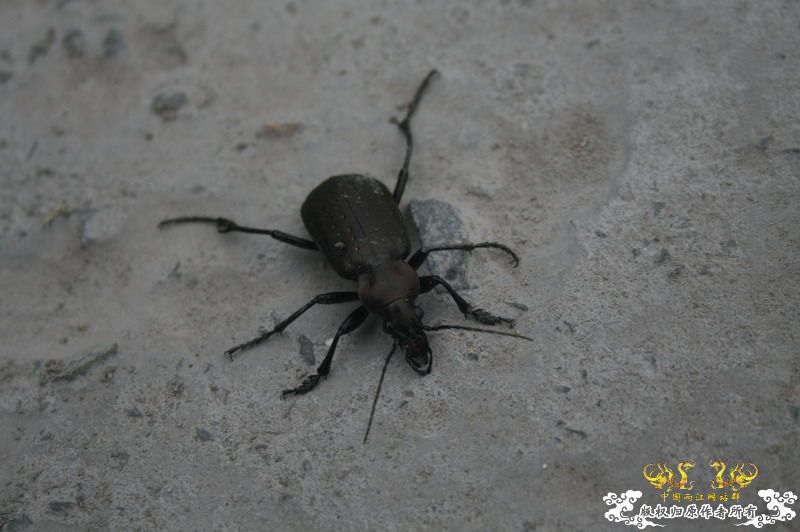 什么甲，体长3-4cm