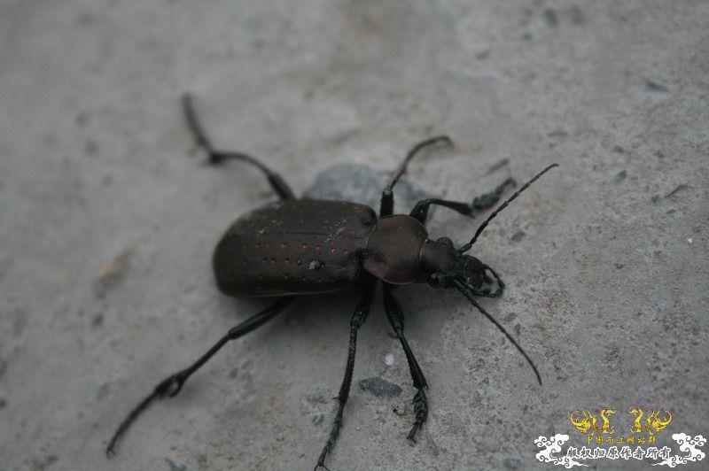 什么甲，体长3-4cm