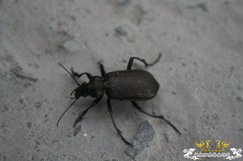 什么甲，体长3-4cm