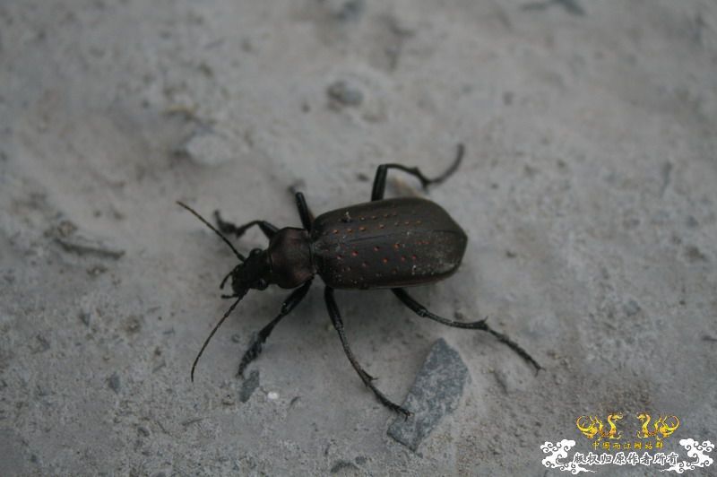 什么甲，体长3-4cm