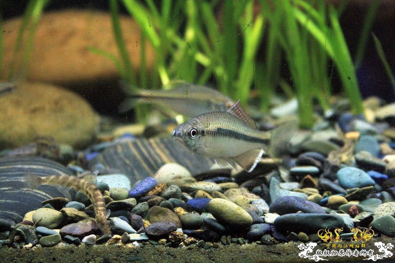 感谢贴，感谢原生狂谈兄弟