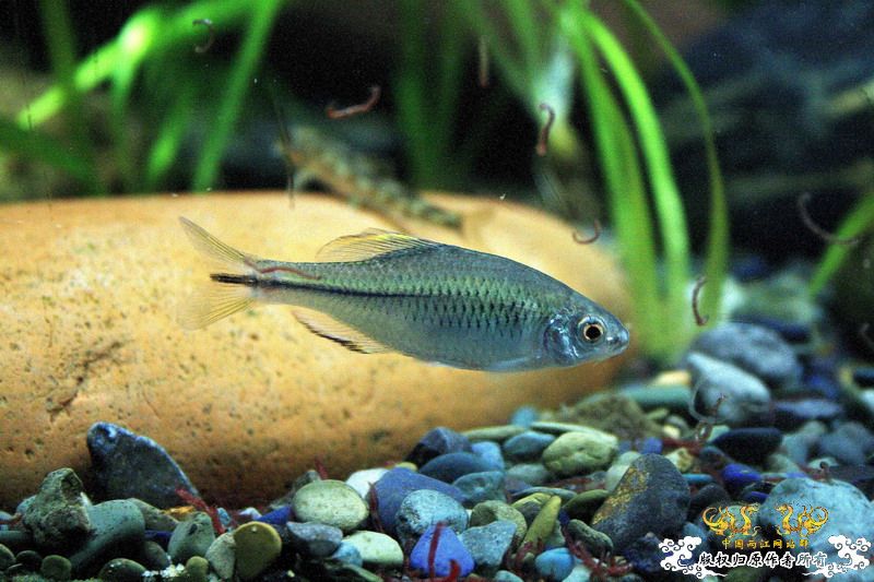 感谢贴，感谢原生狂谈兄弟