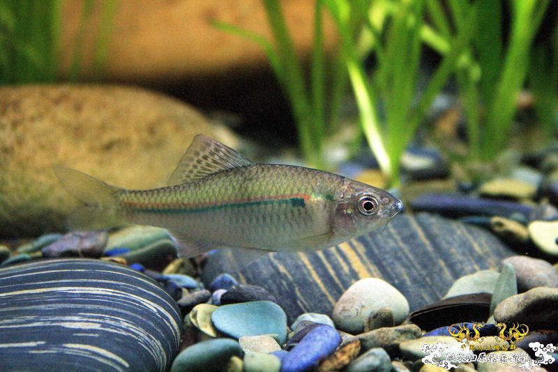 感谢贴，感谢原生狂谈兄弟