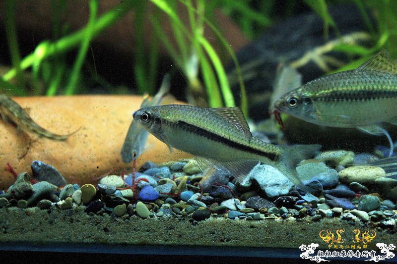 感谢贴，感谢原生狂谈兄弟