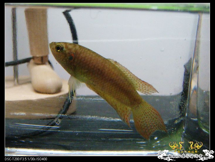 [原创]家有小斗初长成~~~