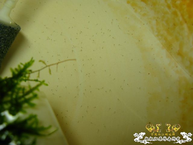 我的波氏今天7点45分起飞, 大家有什么建议??快进