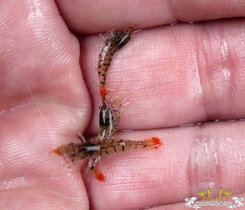 浙系虎纹虾