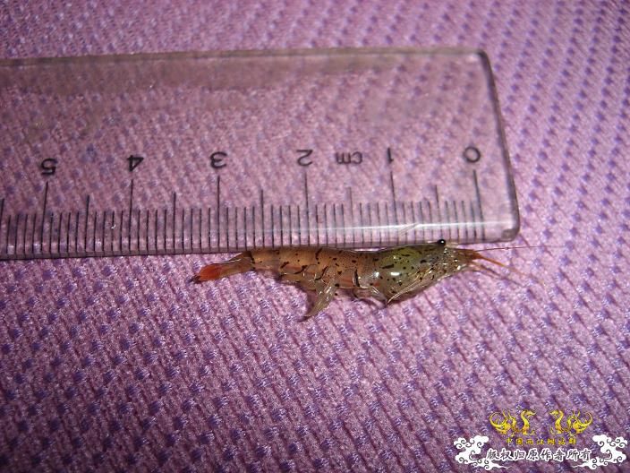浙系虎纹虾