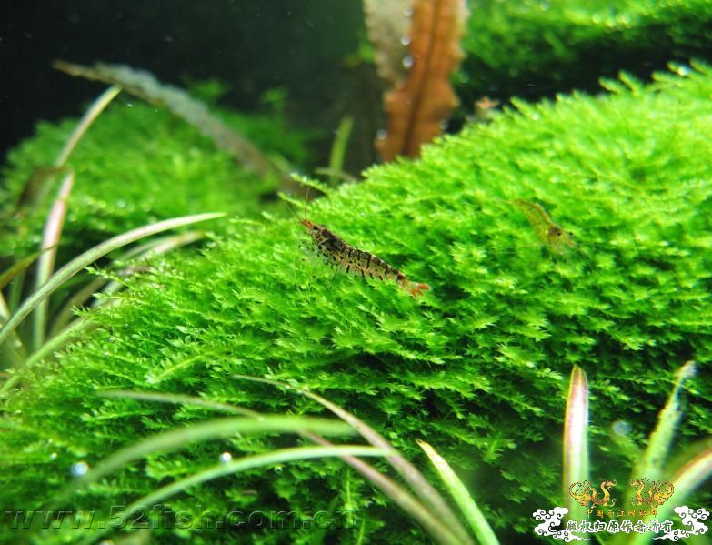 浙系虎纹虾