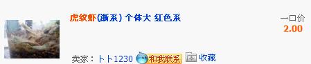 浙系虎纹虾