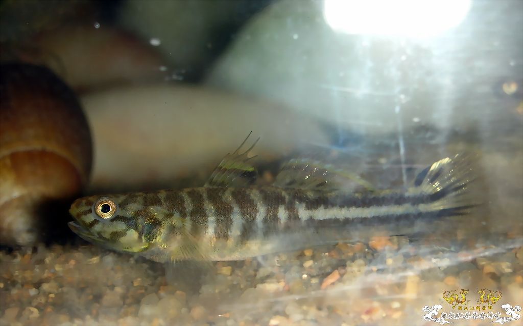 老鱼新采，一些小虾虎