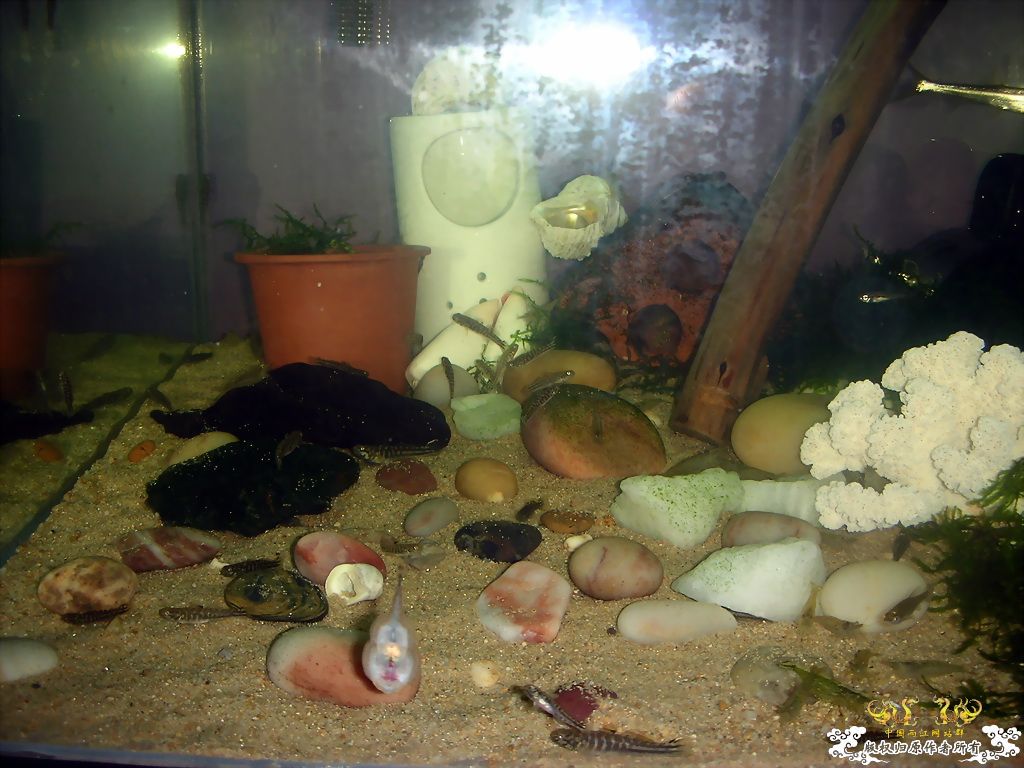 老鱼新采，一些小虾虎