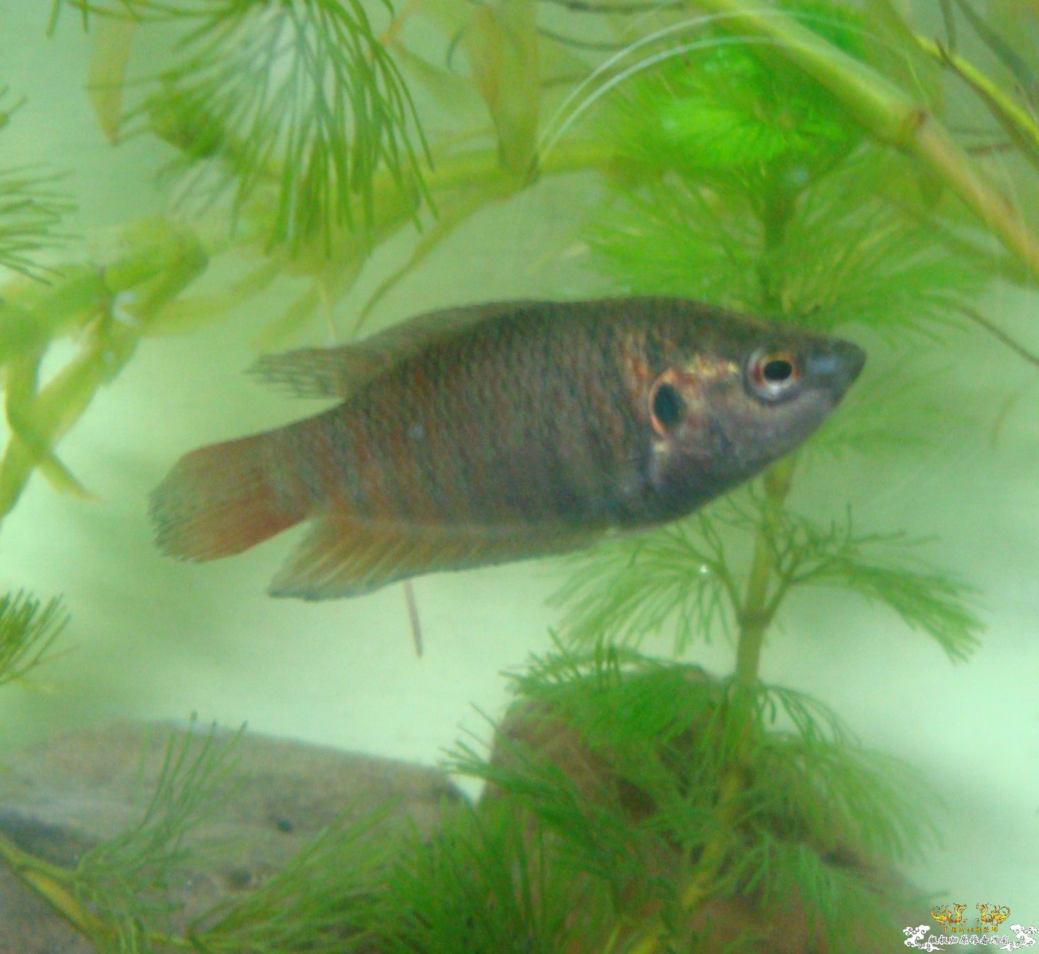 [求助]斗鱼不怎么吃东西