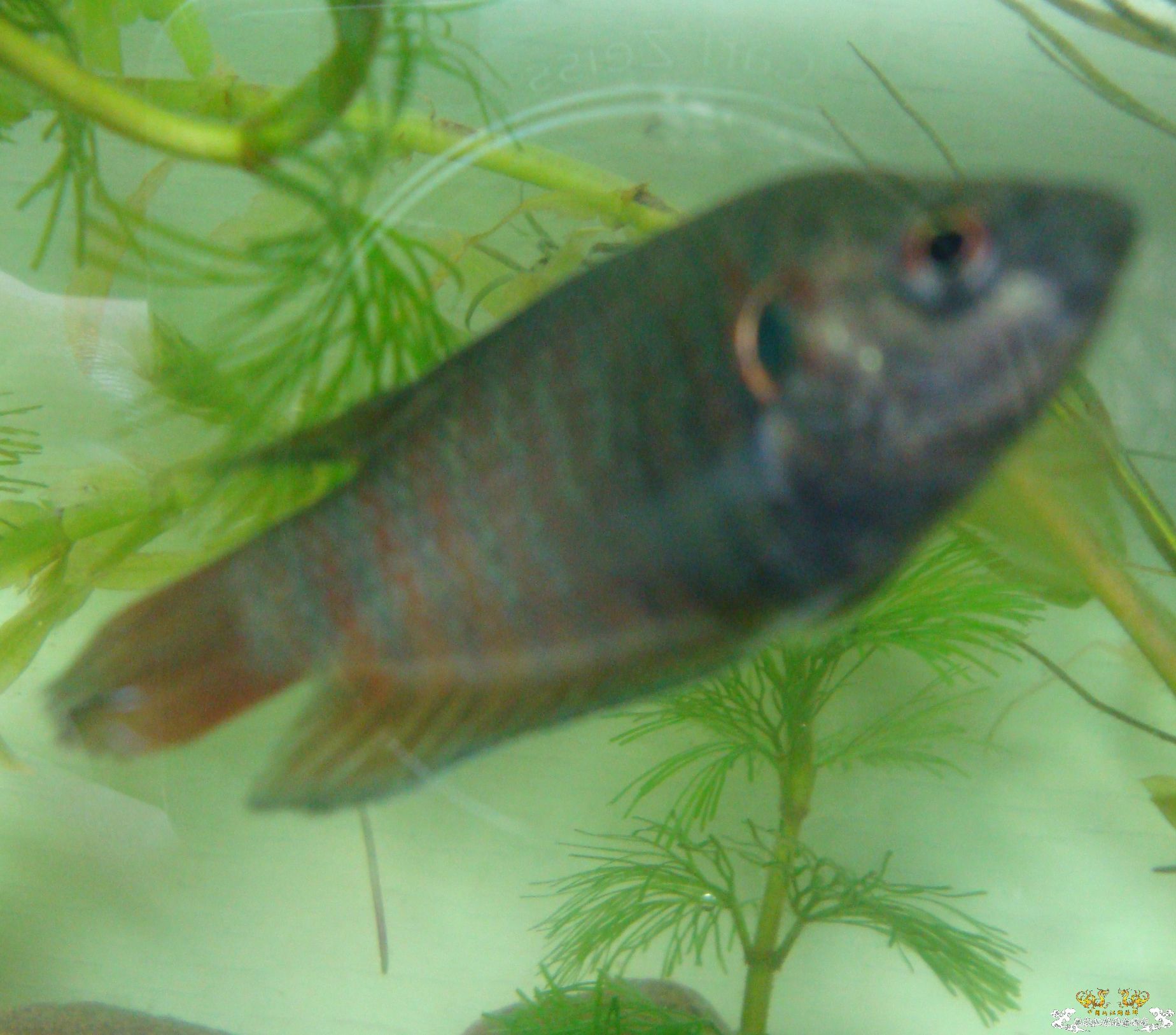 [求助]斗鱼不怎么吃东西