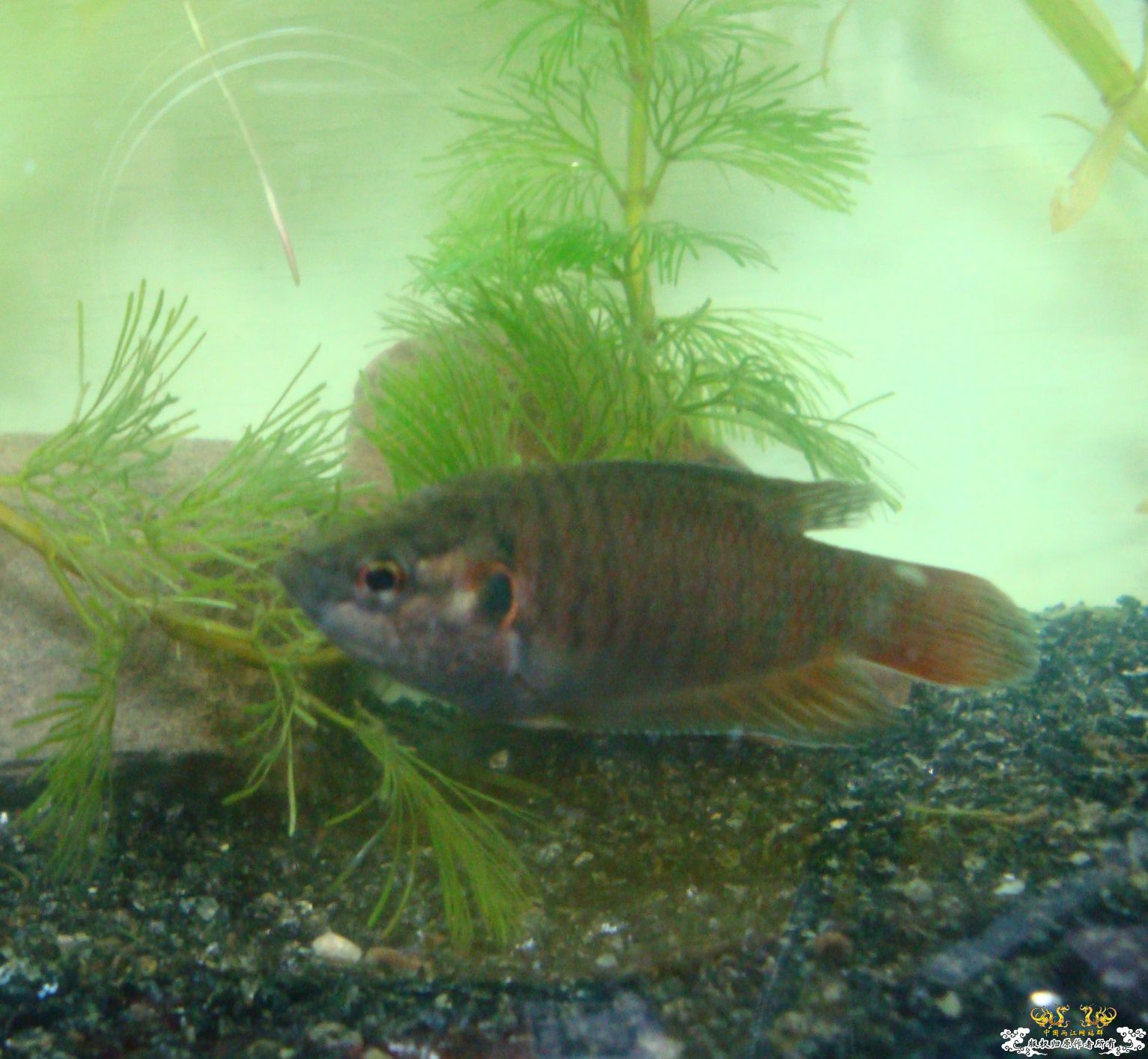 [求助]斗鱼不怎么吃东西